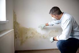 Best Attic Mold Removal  in Horseheads North, NY